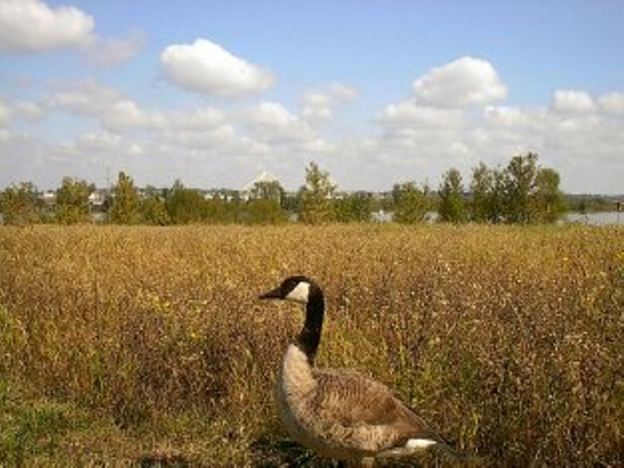 Riverlands Migratory Bird Sanctuary | St. Charles County | Parks and Outdoors | Community & Services