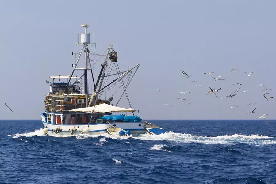 A computer model predicts significant declines in sharks, skates and rays, some types of flounder and sole, and Pacific whiting as a result of ocean acidification. - FILE PHOTO
