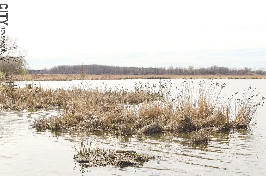 Coastal wetlands in Braddock Bay. - PHOTO BY MARK CHAMBERLIN