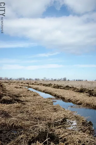 Crews have been digging channels through the cattail-dominated areas near Buck Pond. - PHOTO BY MARK CHAMBERLIN