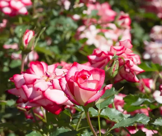 FESTIVAL Maplewood Rose Celebration Choice Events CITY News. Arts