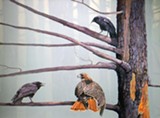 PHOTO PROVIDED - "Shattered Silence (Red-Tailed Hawk and Crows)" by Ray Easton is part of the Oxford Gallery's current exhibit.