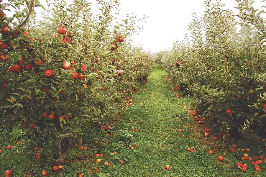 The Apple Farm in Victor grows 11 kinds of apples to pick through the end of October. - PHOTO BY MATT DETURCK