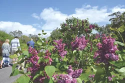 The Lilac Festival celebrates the - blooms in Highland Park. - FILE PHOTO