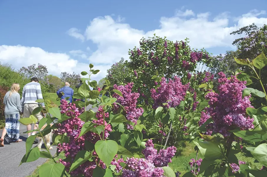 The Lilac Festival celebrates the - blooms in Highland Park. - FILE PHOTO