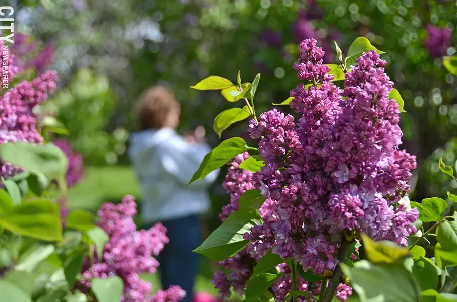 The Lilac Festival. - PHOTO BY MATT DETURCK