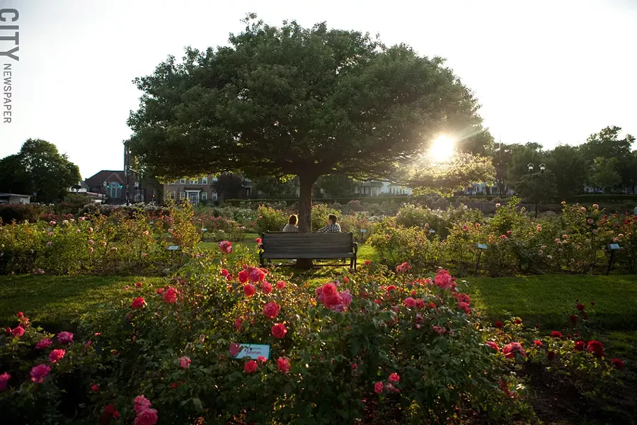 The Maplewood Rose Celebration - PHOTO BY LAUREN PETRACCA