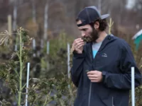 See ya later, bud. New CBD regs could crush small hemp farms