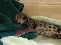 Officials announce birth of a new snow leopard cub at the Seneca Park Zoo