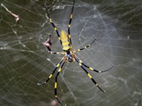 This giant spider could be moving to a backyard near you