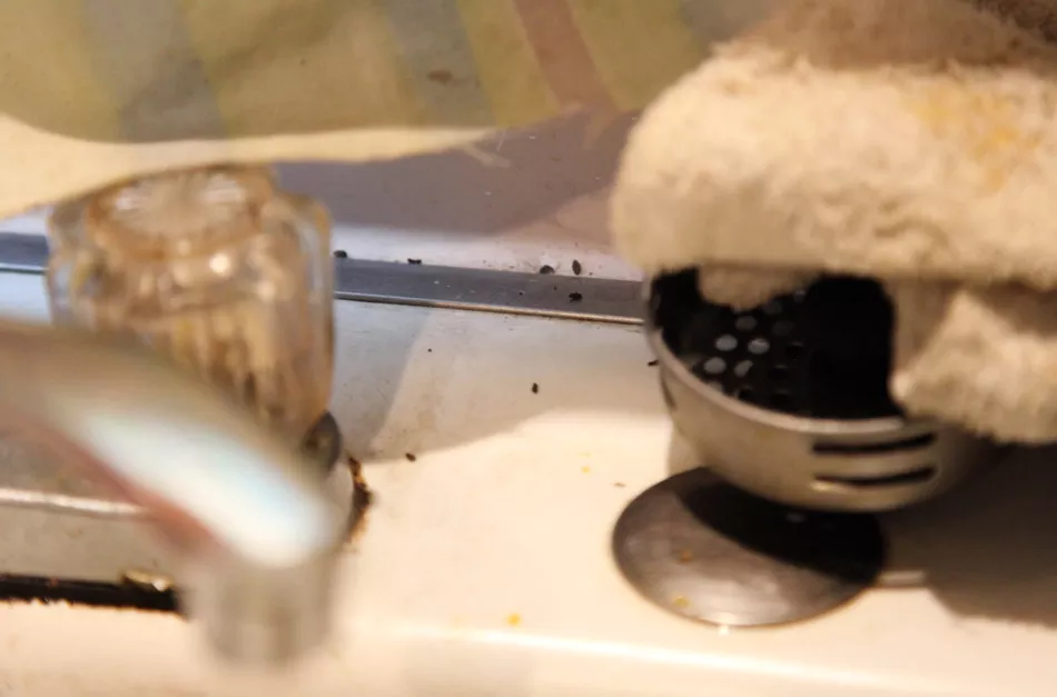 Linda Barger's apartment is crawling with mice. These droppings were behind her kitchen sink. - PHOTO BY MAX SCHULTE