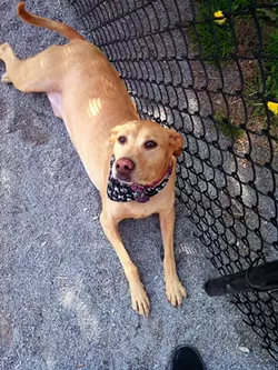 A bill in the state Legislature would end selling dogs, cats and rabbits at pet stores. Assembly sponsor Linda Rosenthal said there’s no shortage of animals to adopt from shelters and pet rescue efforts instead. Lucky, shown above, was adopted from Lollypop Farm. - FILE PHOTO