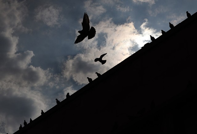Pigeons wait for their lunch while perched atop a building on Division Street in downtown Rochester. - PHOTO BY MAX SCHULTE