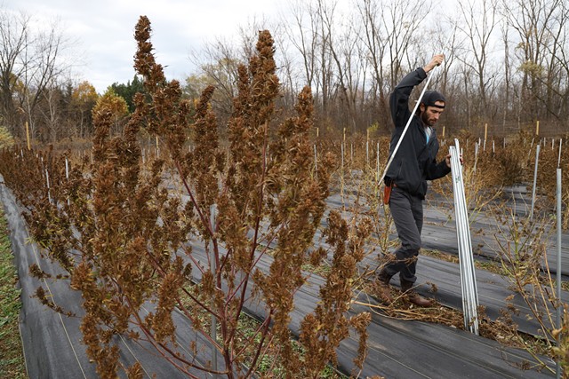 Zach Sarkis pulls stakes from his hemp crop in Spencerport. - PHOTO BY MAX SCHULTE