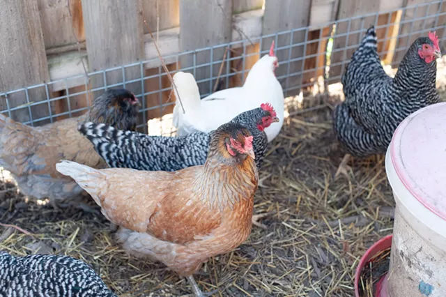 The Massachusetts Avenue Project urban farm in Buffalo includes a pen for its brood of hens. - PHOTO BY JEREMY MOULE