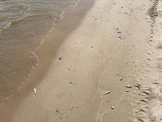 Dead alewives scattered on the shore of Durand-Eastman Beach. - PHOTO BY JEREMY MOULE