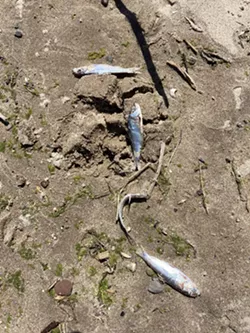 State officials say cold water is likely to blame for the deaths of the fish washing up on Durand Eastman Beach. - PHOTO BY JEREMY MOULE