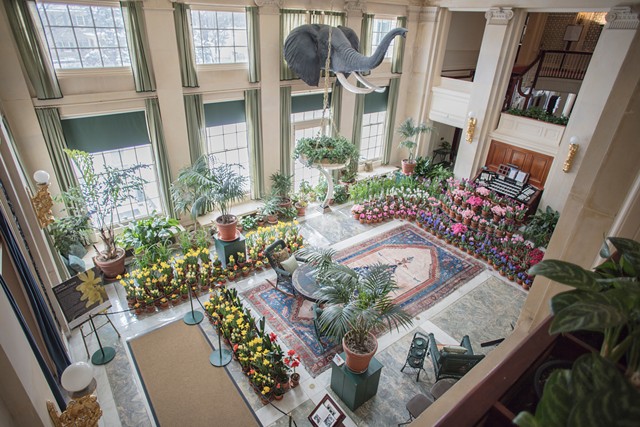 Each February the George Eastman Museum presents The Dutch Connection, featuring hundreds of potted blooms that fill the space with the sights and scents of springtime. - PHOTO PROVIDED