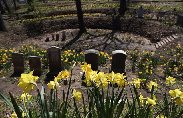 In addition to planting 15,000 daffodil bulbs in "The Kettle" of Mount Hope Cemetery, Bill and Mykel Whitney have restored the tiered contours of land that were the vision of the cemetery's designer in 1840. - PHOTO BY MAX SCHULTE