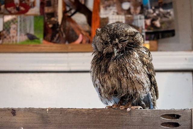 This screech owl, also blind in one eye, is nearly ready to return to the wild. - PHOTO BY JACOB WALSH
