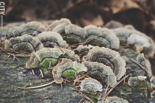 Turkey Tail mushrooms are quite common and take on a brown-to-gray feathery appearance, just like the name suggests. Their caps range in size from a quarter inch to 4 inches around. Though they’re edible, many people prefer them for making tea. - PHOTO BY MARK CHAMBERLIN