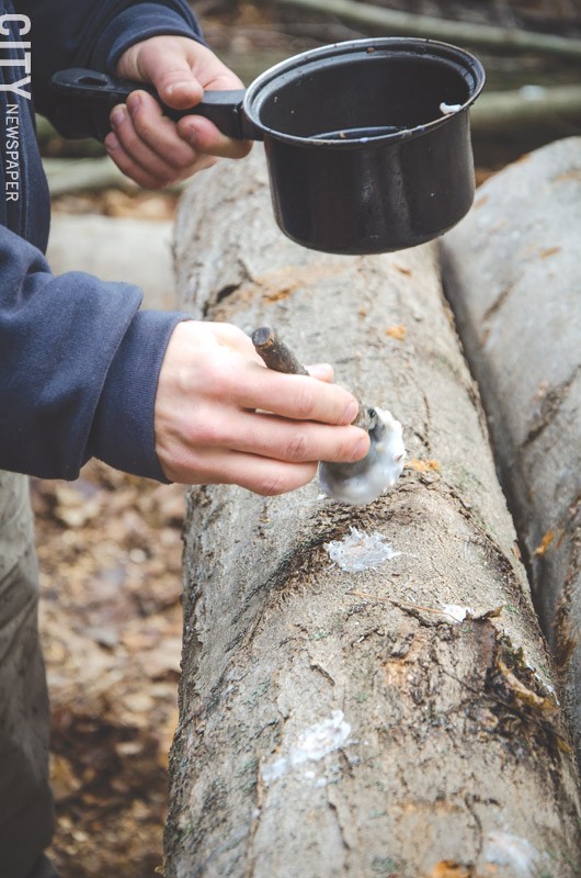 Noah and Abe inoculate the logs with a mushroom spawn and it will take about a year or longer before mushrooms can be harvested. - PHOTO BY MARK CHAMBERLIN