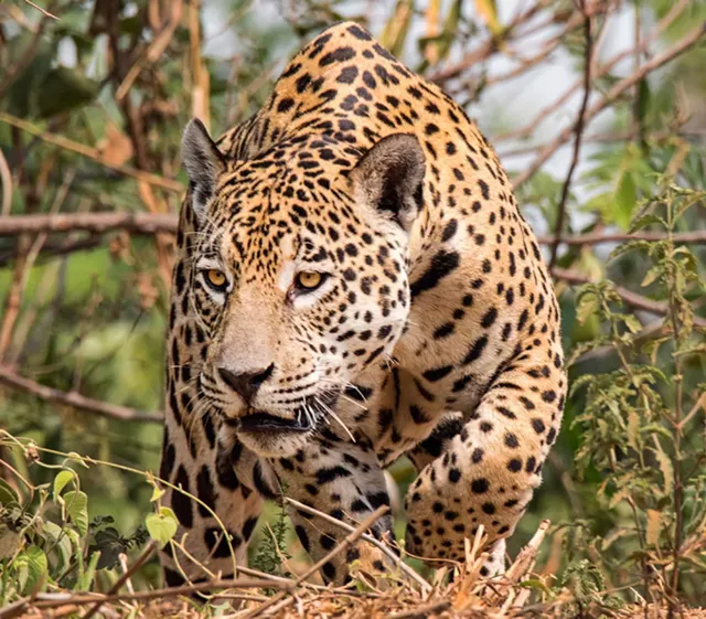 A jaguar in the Pantanal Brazil. - PHOTO BY AARON WINTERS