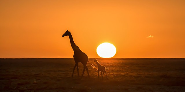 Giraffe and baby at sunrise in Tanzania. - PHOTO BY AARON WINTERS