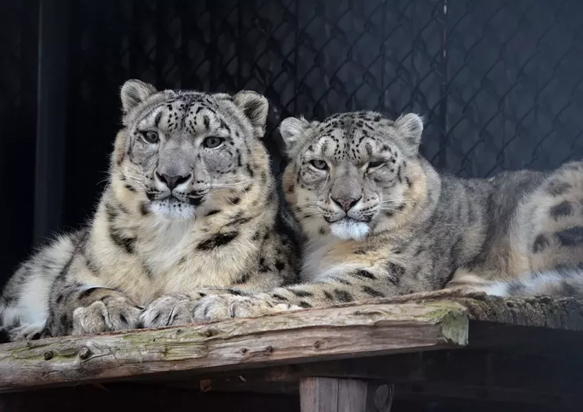 A pair of Seneca Park Zoo snow leopards nuzzle in an undated photo. - FILE PHOTO