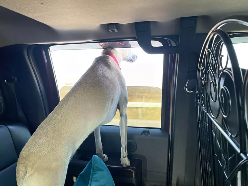 Lucy looks outside the RV window. - PHOTO PROVIDED BY COLLINS AND CLARK