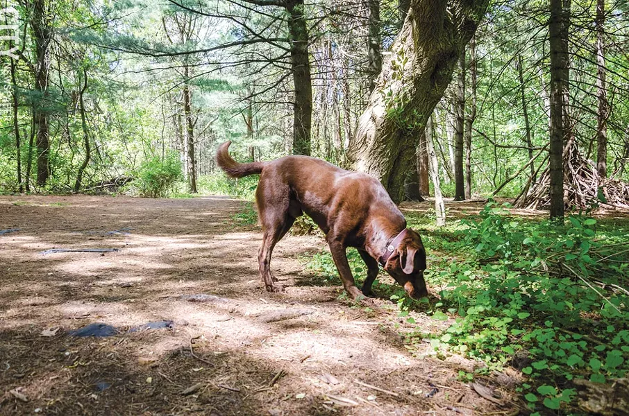 Dogs love Corbett's Glen. - PHOTO BY MARK CHAMBERLIN