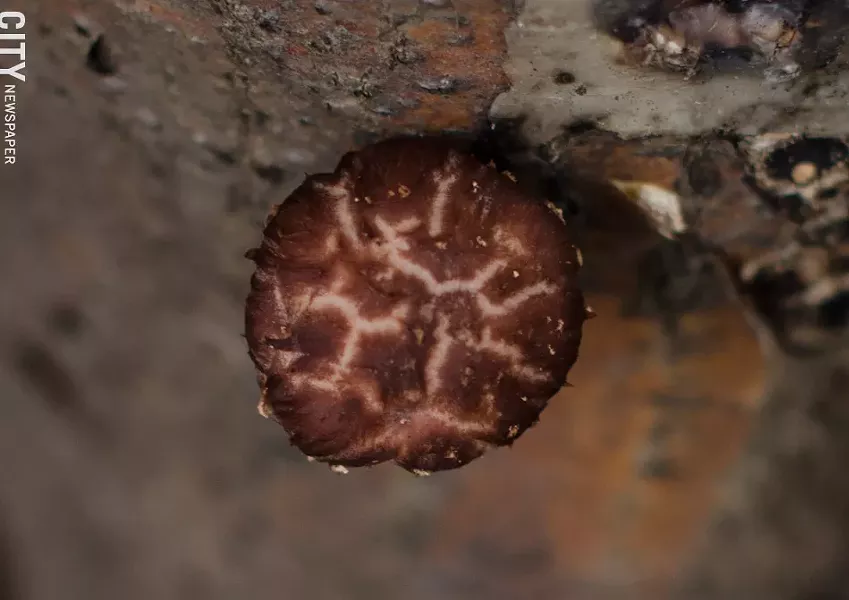 Shiitake mushrooms when fresh are firm and plump, with caps ranging in size from 1 inch to 3 inches around. The caps are often a rusty brown with a rich, earthy flavor. Though widely used in Asian cooking, shiitakes are extremely versatile. Abe Johnson, who studied cooking, says that his favorite dish is pizza with shiitake mushrooms. - PHOTO BY MARK CHAMBERLIN