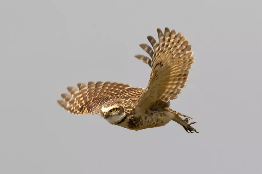 A burrowing owl in Pantanal Brazil. - PHOTO BY AARON WINTERS