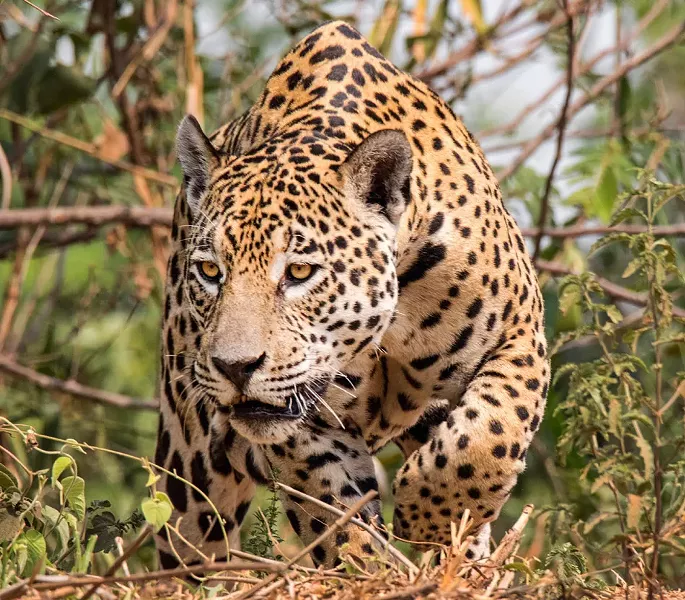 A jaguar in the Pantanal Brazil. - PHOTO BY AARON WINTERS