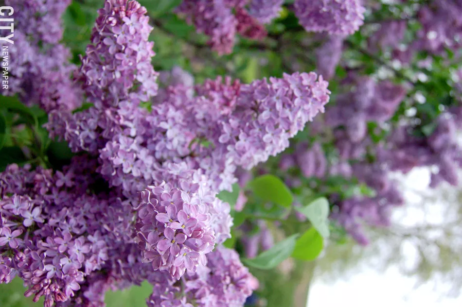lilac festival 5k