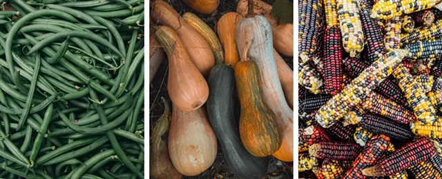 History Sandwiched In: Seneca Nation Foodways - Vimarsana News