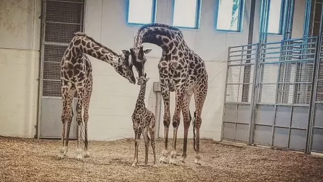 Seneca Park Zoo deaths: Nature's course or animal care concerns? - Vimarsana News