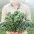 Organic Dwarf Blue Vates Kale at Fruition Seeds, the Naples-based organic seed packet company that specializes in seeds adapted for the northeast states. Organic Dwarf Blue Vates Kale at Fruition Seeds, the Naples-based organic seed packet company that specializes in seeds adapted for the northeast states.