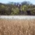 The Genesee River at Turning Point Park, where environmentalists hope to restore a wetland. The Genesee River at Turning Point Park, where environmentalists hope to restore a wetland.