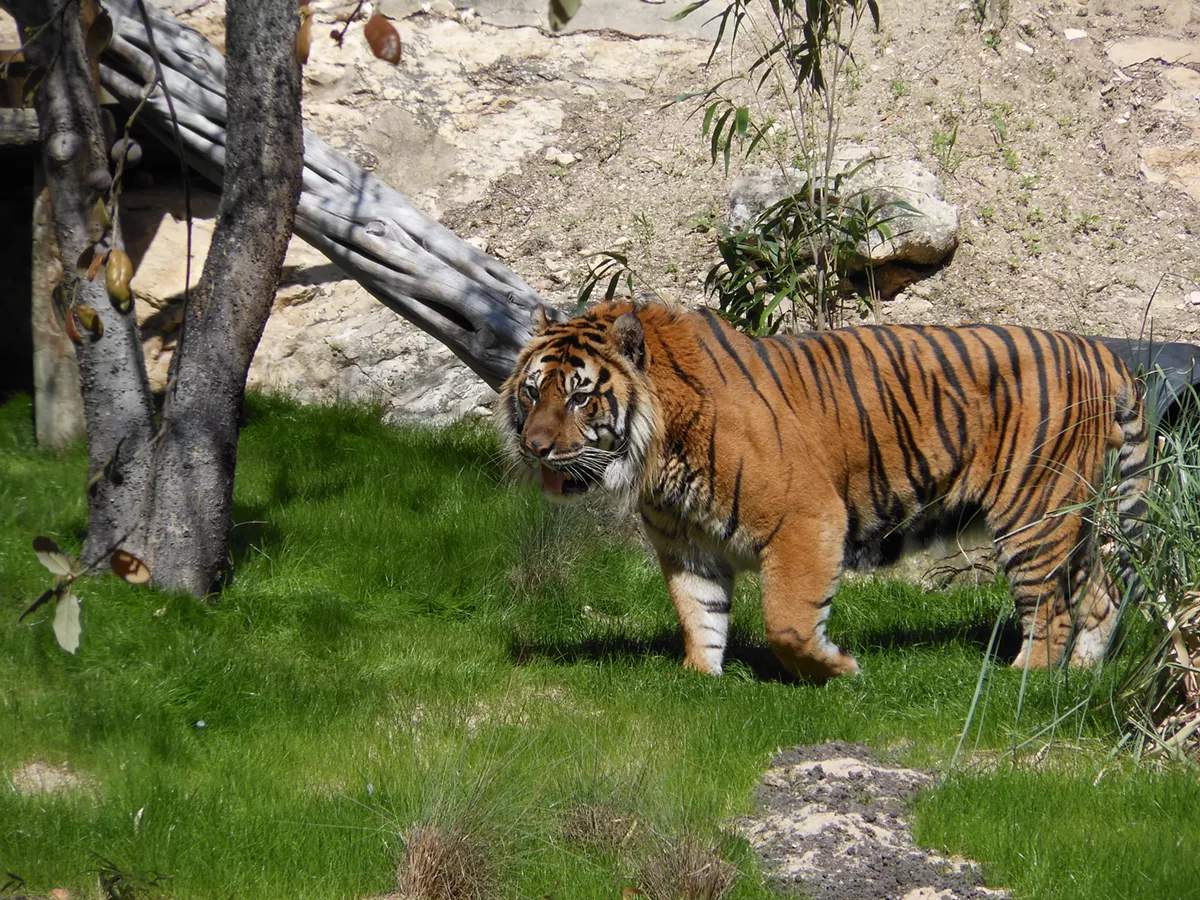 14yearold Tiger Dies at the San Antonio Zoo The Daily