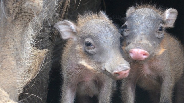 Cute Baby Warthogs Piglets Debut At San Antonio Zoo The Daily