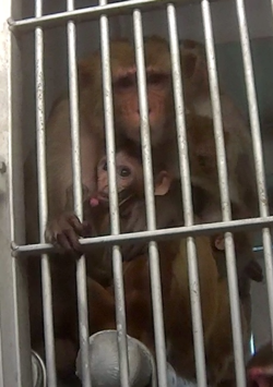 This photo was taken by an investigator with the Humane Society of the United States at Texas Biomedical Research Institute. - HUMANE SOCIETY OF THE UNITED STATES