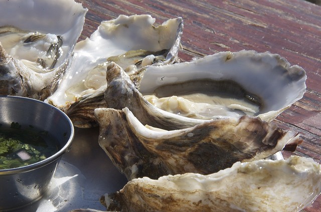 Who's ready for more oysters? - FLICKR/DANIEL & SHARON BURKA