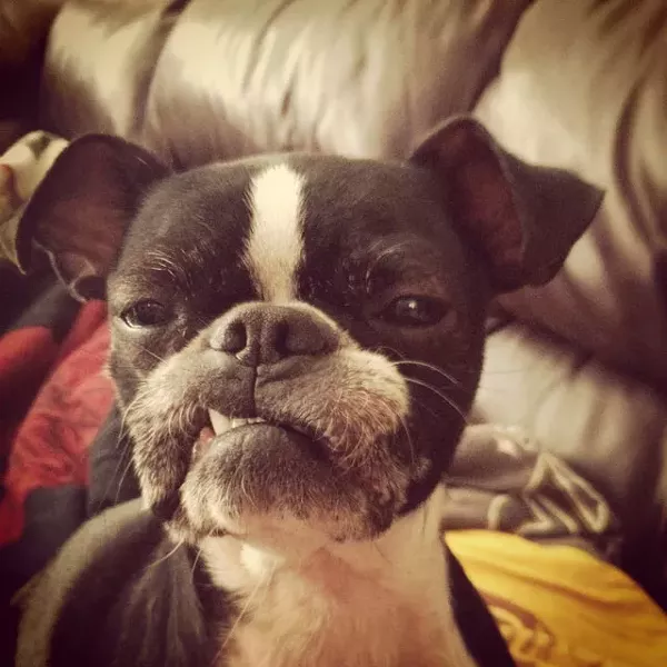 This is Sadie, a rescue from ACS. She was found wandering the streets with a cyst the size of a lemon on her torso. — David