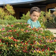 San Antonio Botanical Garden Invites Spice Lovers to Visit for Pequeño Pepper Day