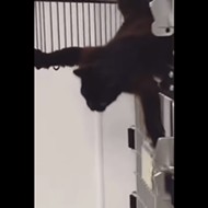 South Texas animal shelter shares clip of clever cat's <i>Mission Impossible</i>-esque escape attempt