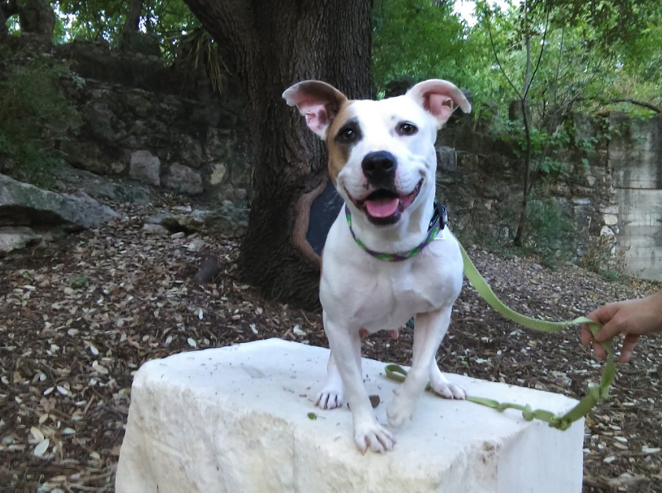 Spring is the perfect time to get Flirty - ANIMAL DEFENSE LEAGUE OF TEXAS