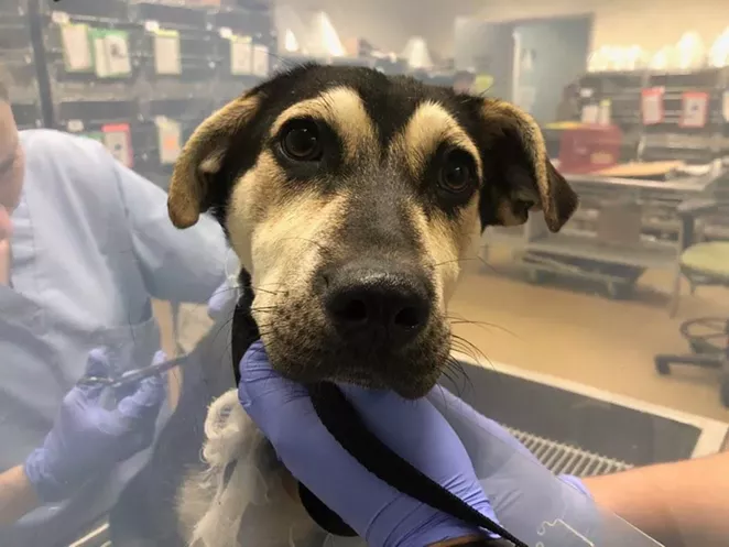 FACEBOOK / CITY OF SAN ANTONIO ANIMAL CARE SERVICES