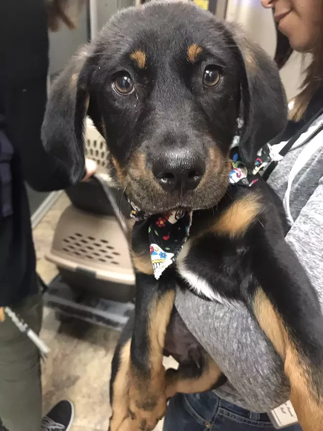 COURTESY OF THE SAN ANTONIO HUMANE SOCIETY