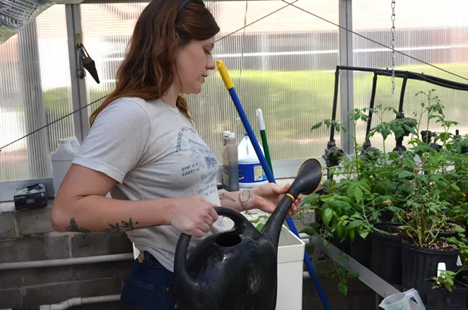 Cecile Parrish waters plants in a campus greenhouse. - LEA THOMPSON